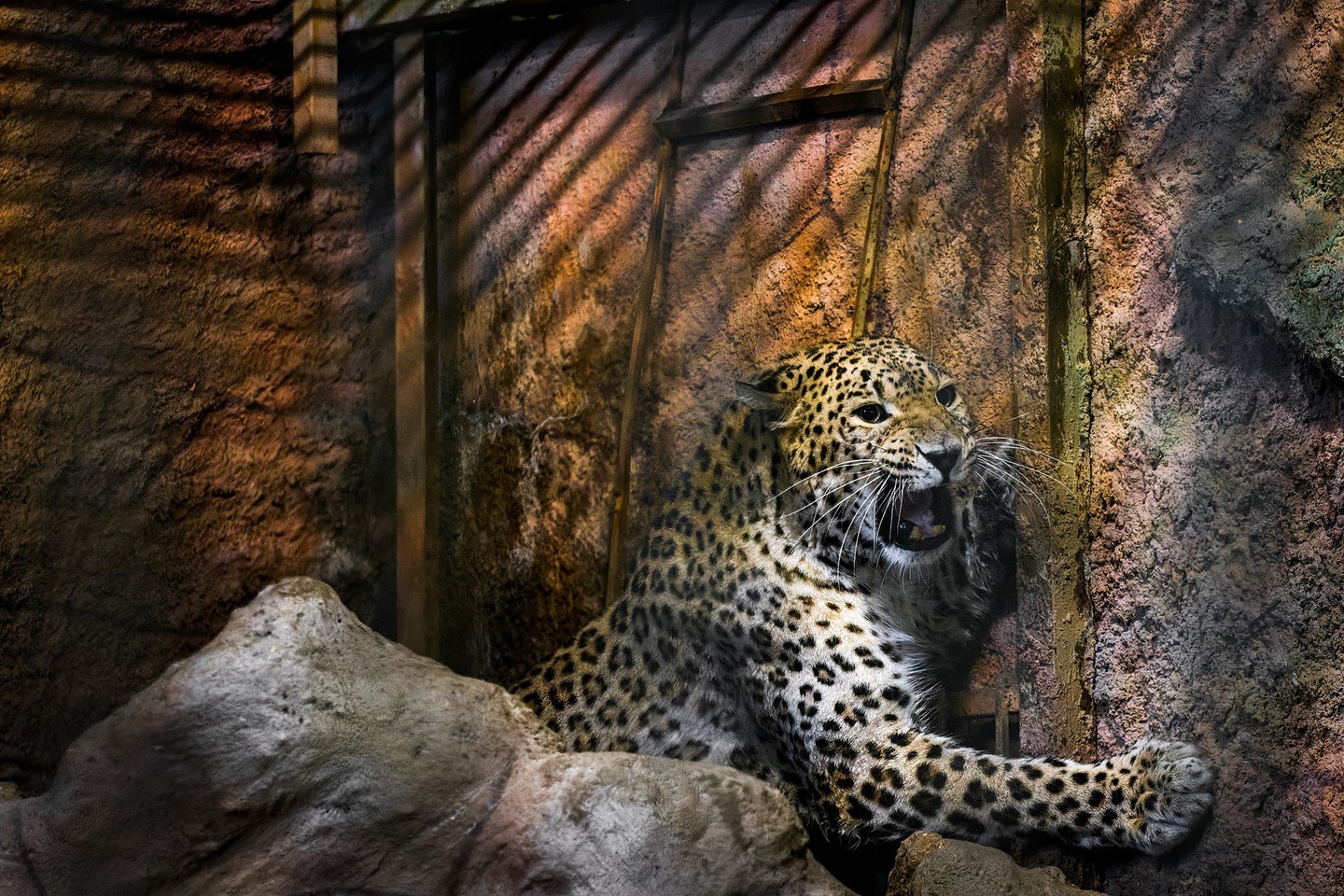Photo by jasperdoest | An Anatolian leopard, an endangered speci