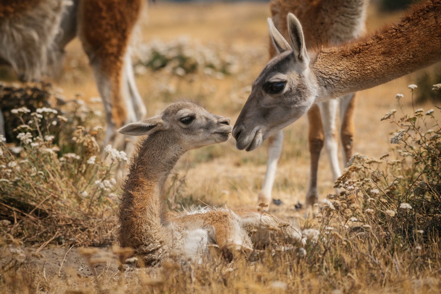 Photo by kiliiiyuyan | A young guanaco—also known as a chulengo—