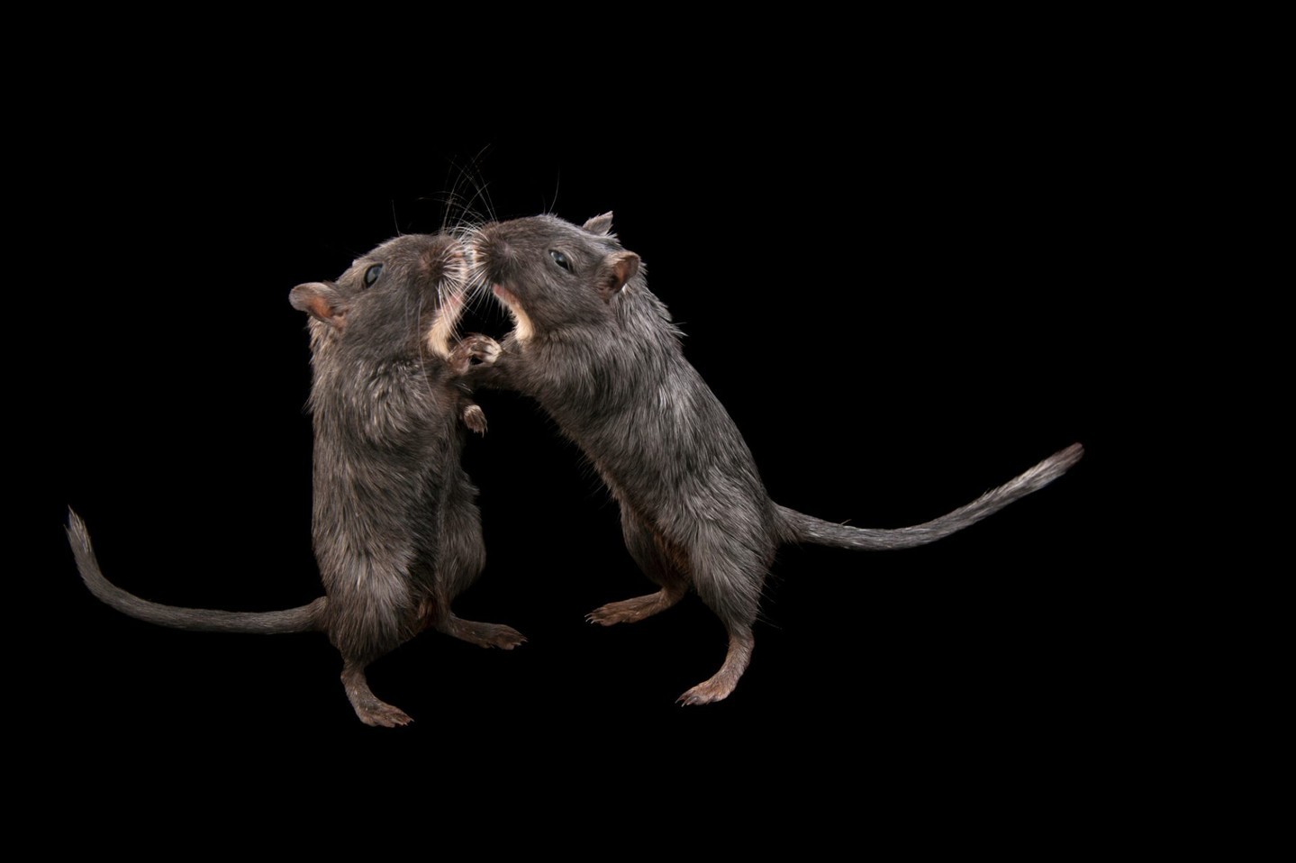 Photo by joelsartore | Who knew two rodents could be so cute? Bu