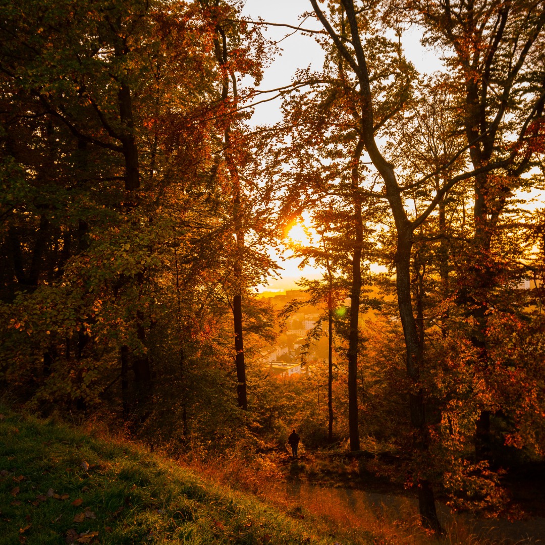 Nous vous souhaitons de bien profiter des couleurs de l'automne ! 🍂⁠
We wish you to enjoy the colou