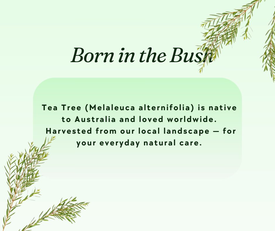 🌿 Native freshness in every drop 💧
Sourced from the leaves of the Tea Tree, our essential oil is 