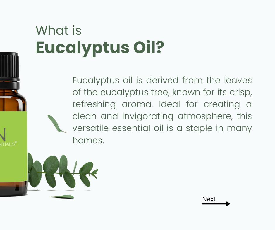 🌿 Eucalyptus Oil – A Fresh, Invigorating Scent for Every Home! 🌿
Eucalyptus oil is derived from t