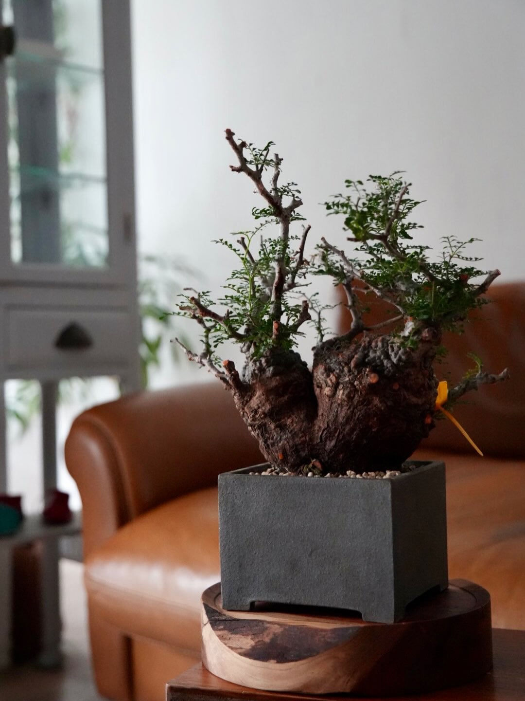 bio plants ビオプランツ