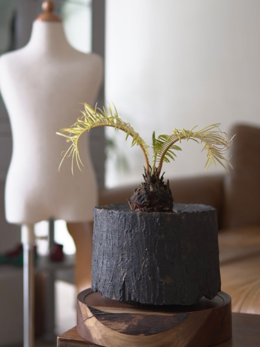 bio plants ビオプランツ