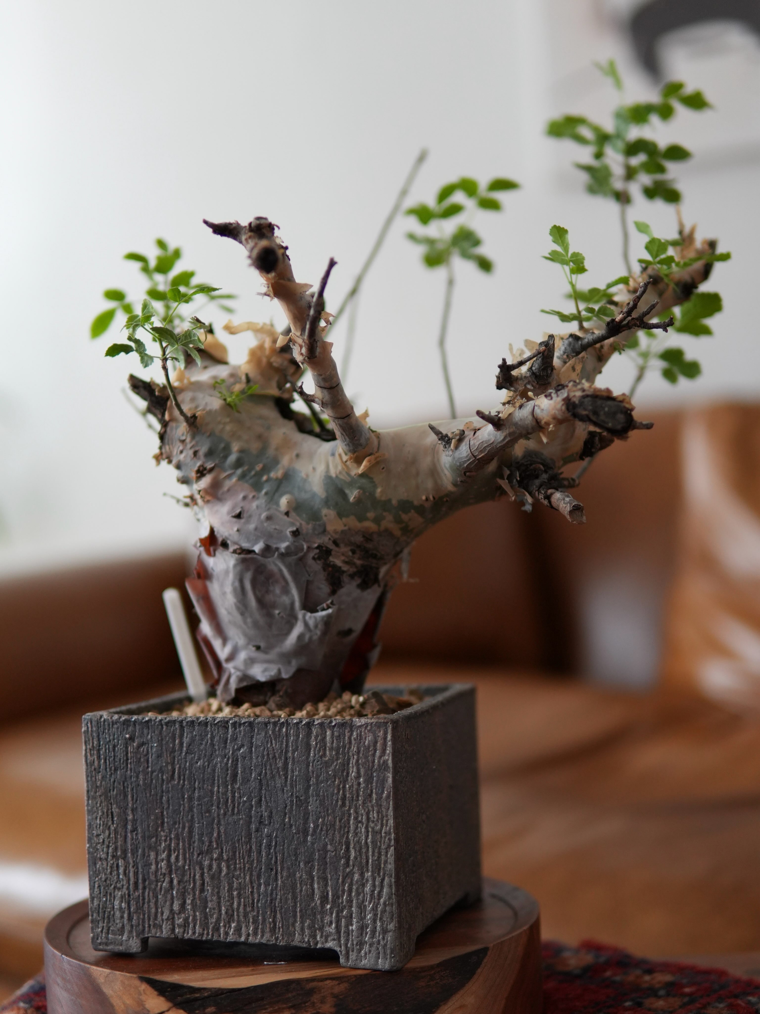 bio plants ビオプランツ