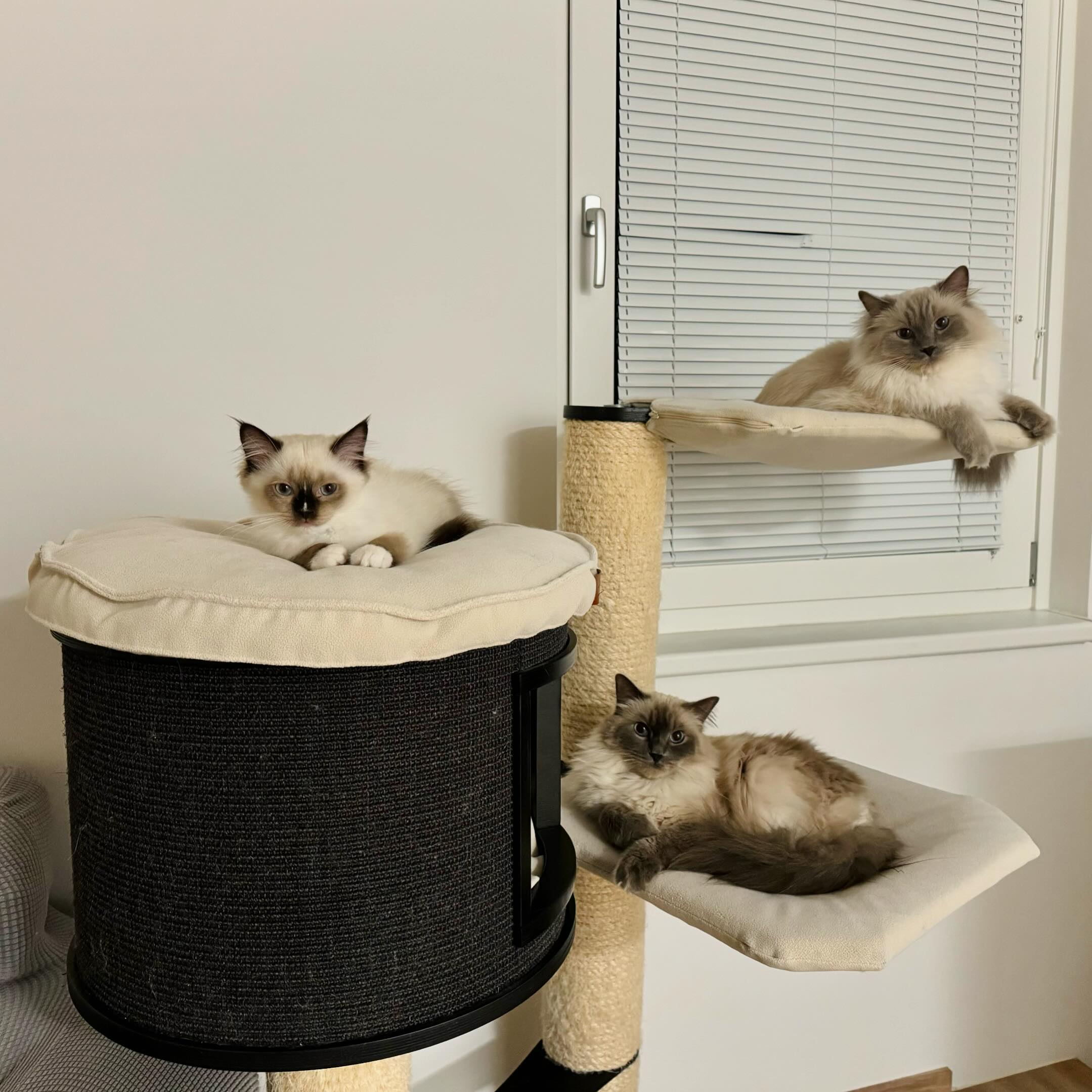 Cotec.pet Premium and Handcrafted Cat Trees Cat accessories