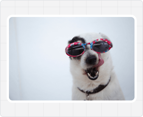 Pedigree Australia  Case Study